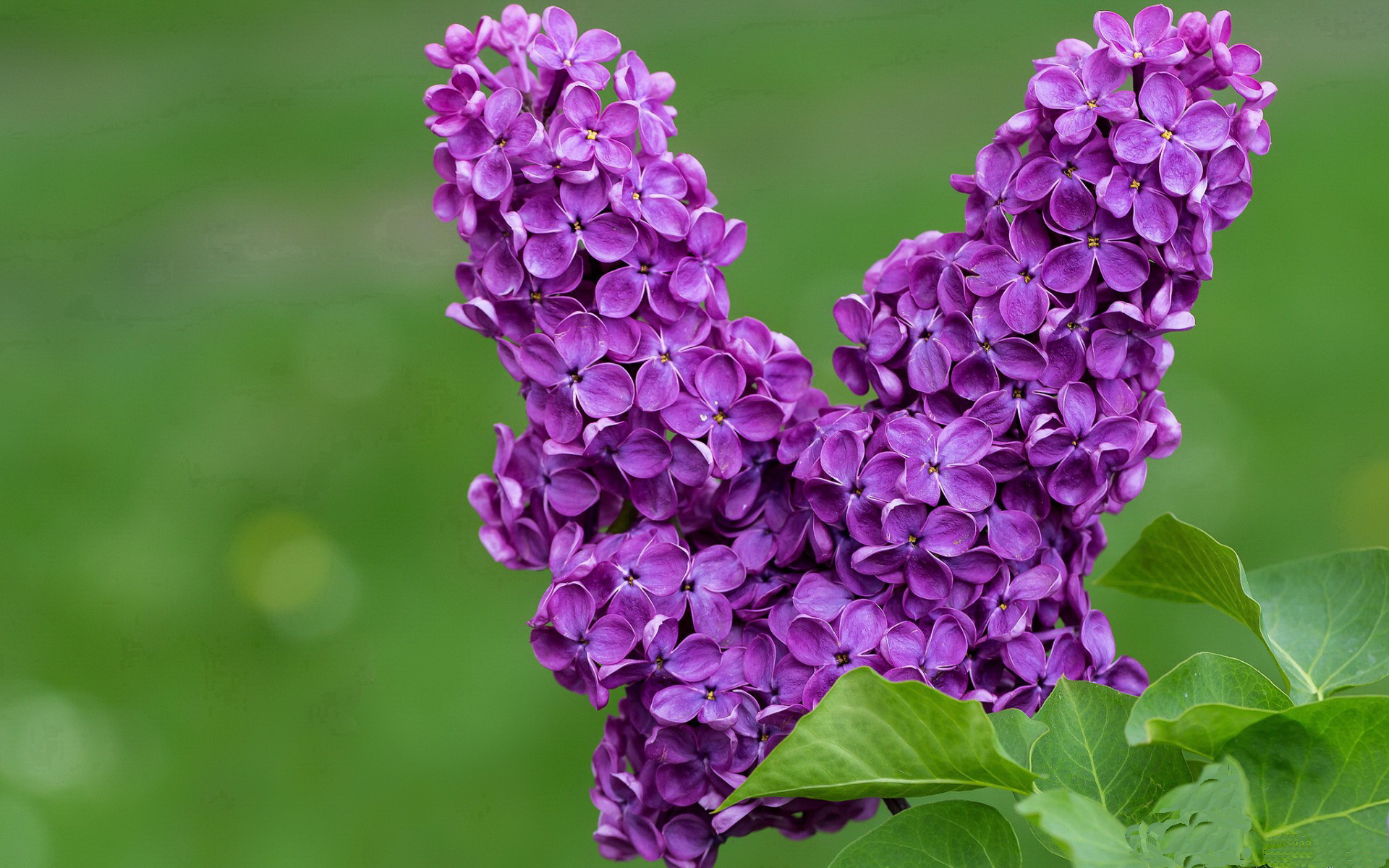 _峰顶滑雪巡演:雪山上的速度与激情_,雪峰山观光索道