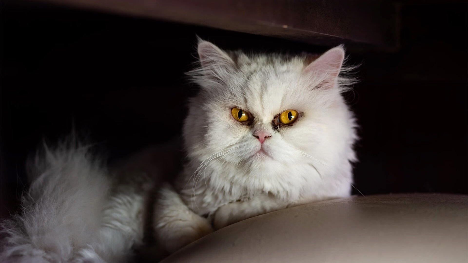 “德甲“老牌劲旅”迎来新突破,表现令人侧目”,法甲老牌劲旅