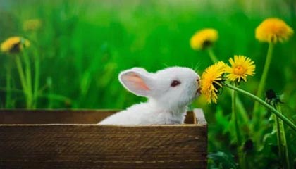 爱游戏下载-李娜锁定胜局网球公开赛，李娜网球决赛