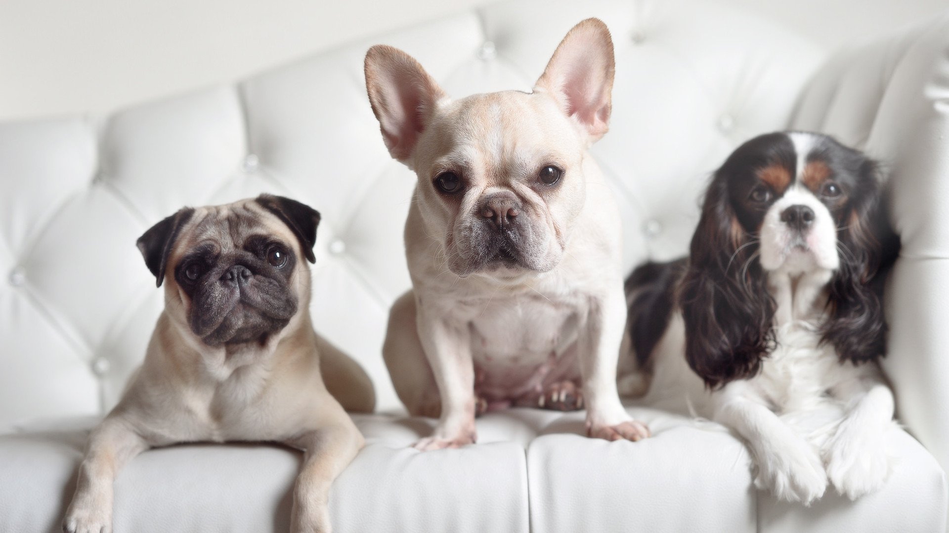 _风能动力运动会:绿色能源新亮点_,风能比赛