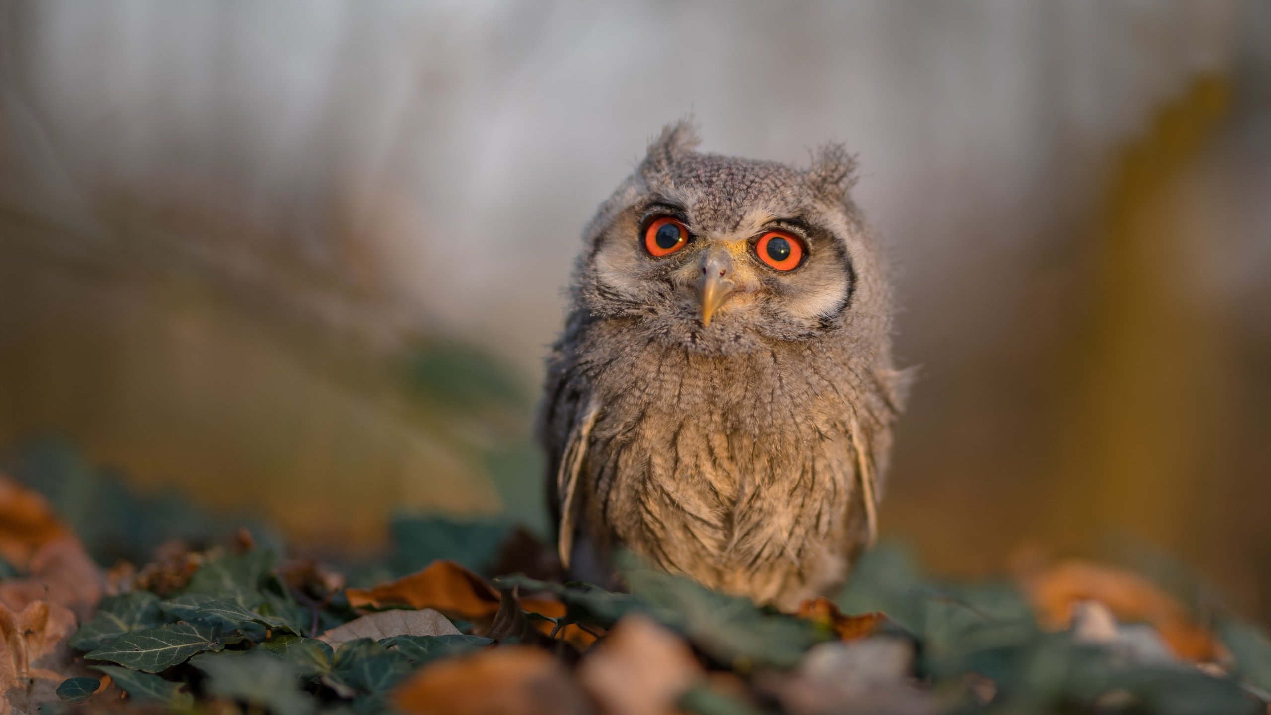 中国足球公益先锋项目在农村广泛推广，助力乡村振兴，足协公益足球